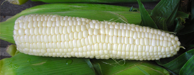 White-Maize