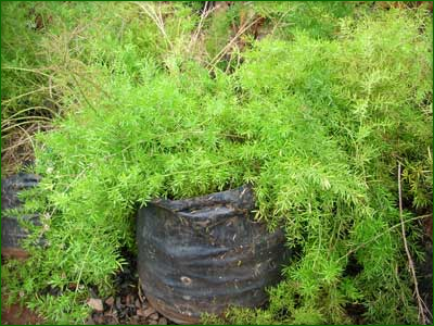 Ground Covers 01