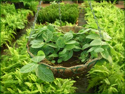 Hanging Baskets 03