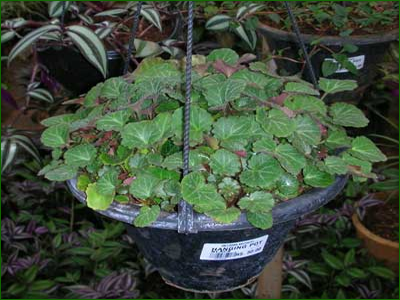 Hanging Baskets 05