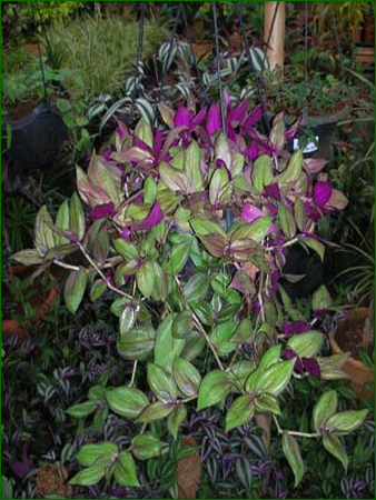 Hanging Baskets 06