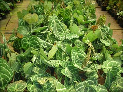 Indoor Foliage Plants 01