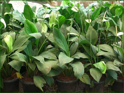 Indoor Foliage Plants 05