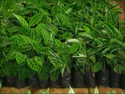 Indoor Foliage Plants 06