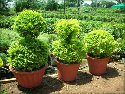 Topiary Plants  03