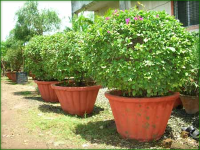 Topiary Plants  05