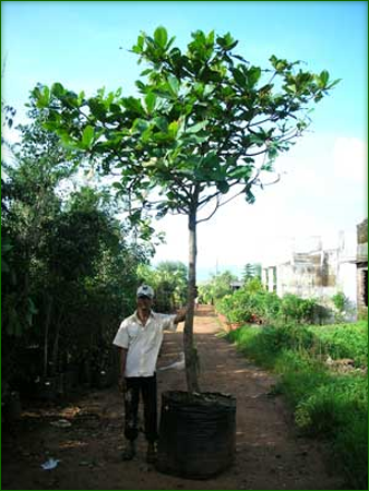 Avenue Trees 04