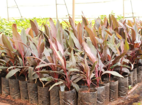Ready Stock — bag-grown palms, avenue trees and ornamental plants