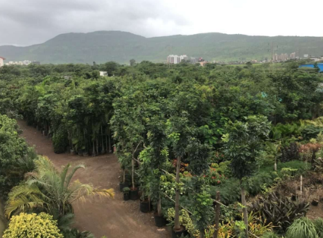 Ready Stock — bag-grown palms, avenue trees and ornamental plants