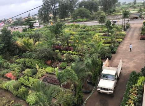 Ready Stock — bag-grown palms, avenue trees and ornamental plants