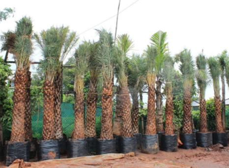 Views of the growing area at Om Farms & Nursery, Vadgaon