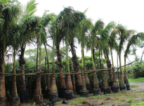 Ready Stock — bag-grown palms, avenue trees and ornamental plants
