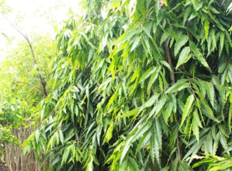Views of the growing area at Om Farms & Nursery, Vadgaon