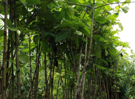 Ready Stock — bag-grown palms, avenue trees and ornamental plants