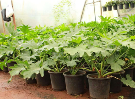 Views of the growing area at Om Farms & Nursery, Vadgaon